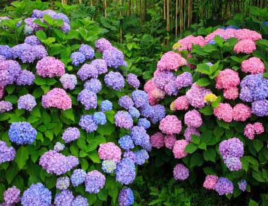 八仙花600   2.JPG