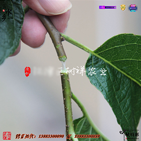 杜仲苗1.jpg