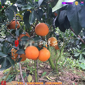 柑橘苗脐橙苗.jpg