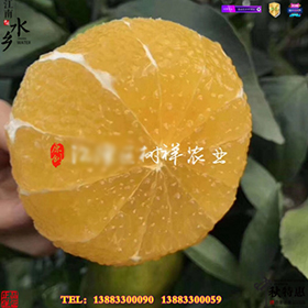 柑橘苗脐橙苗1.jpg
