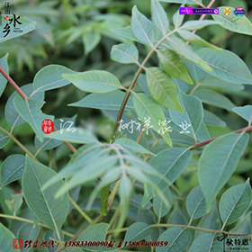 黄柏苗.jpg