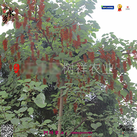 药木瓜苗油桐苗1.jpg