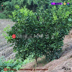 药枳壳苗1.jpg