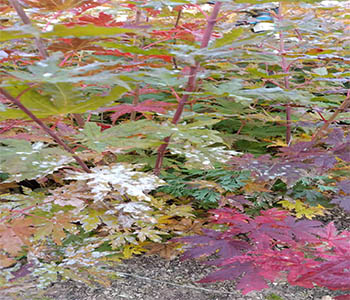 未标题-1.jpg