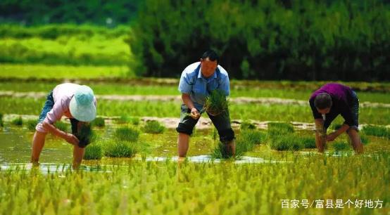水稻富硒肥